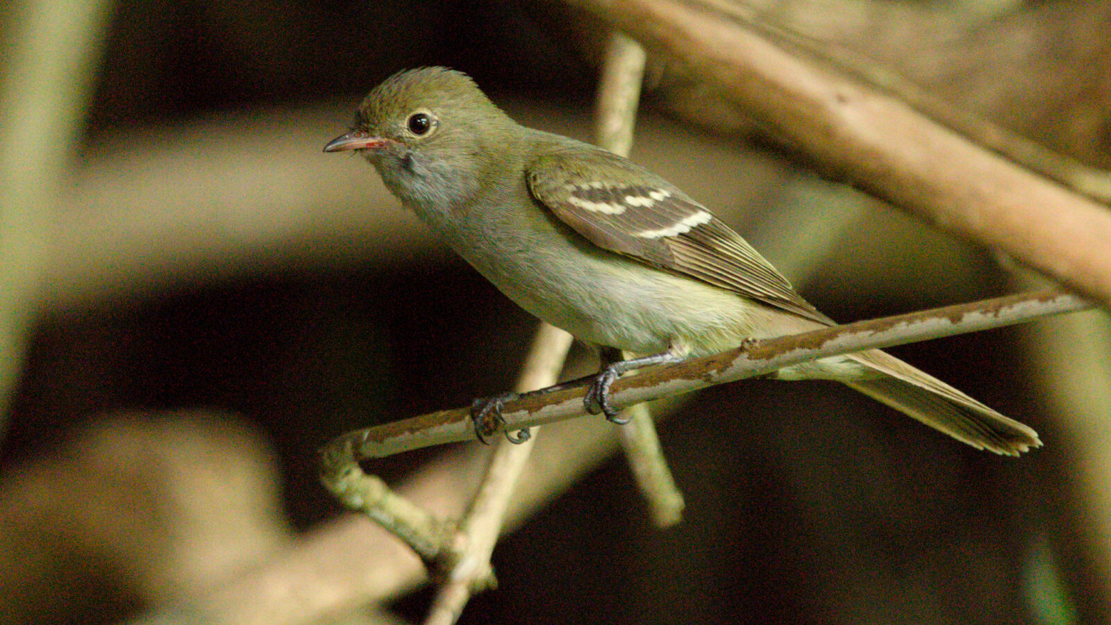 Small-billed Elaenia