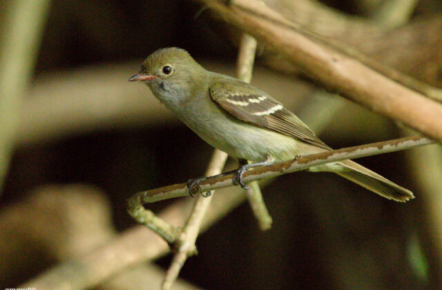 Small-billed Elaenia
