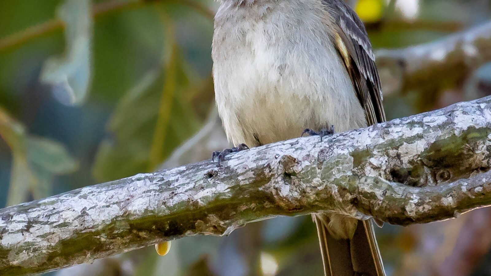 Brownish Elaenia