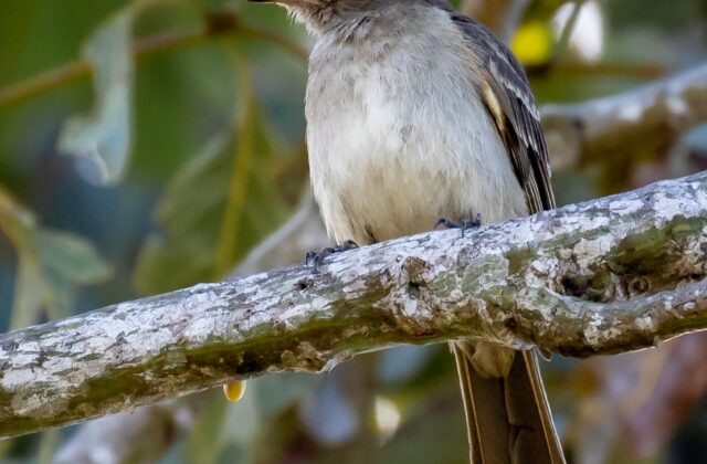 Brownish Elaenia