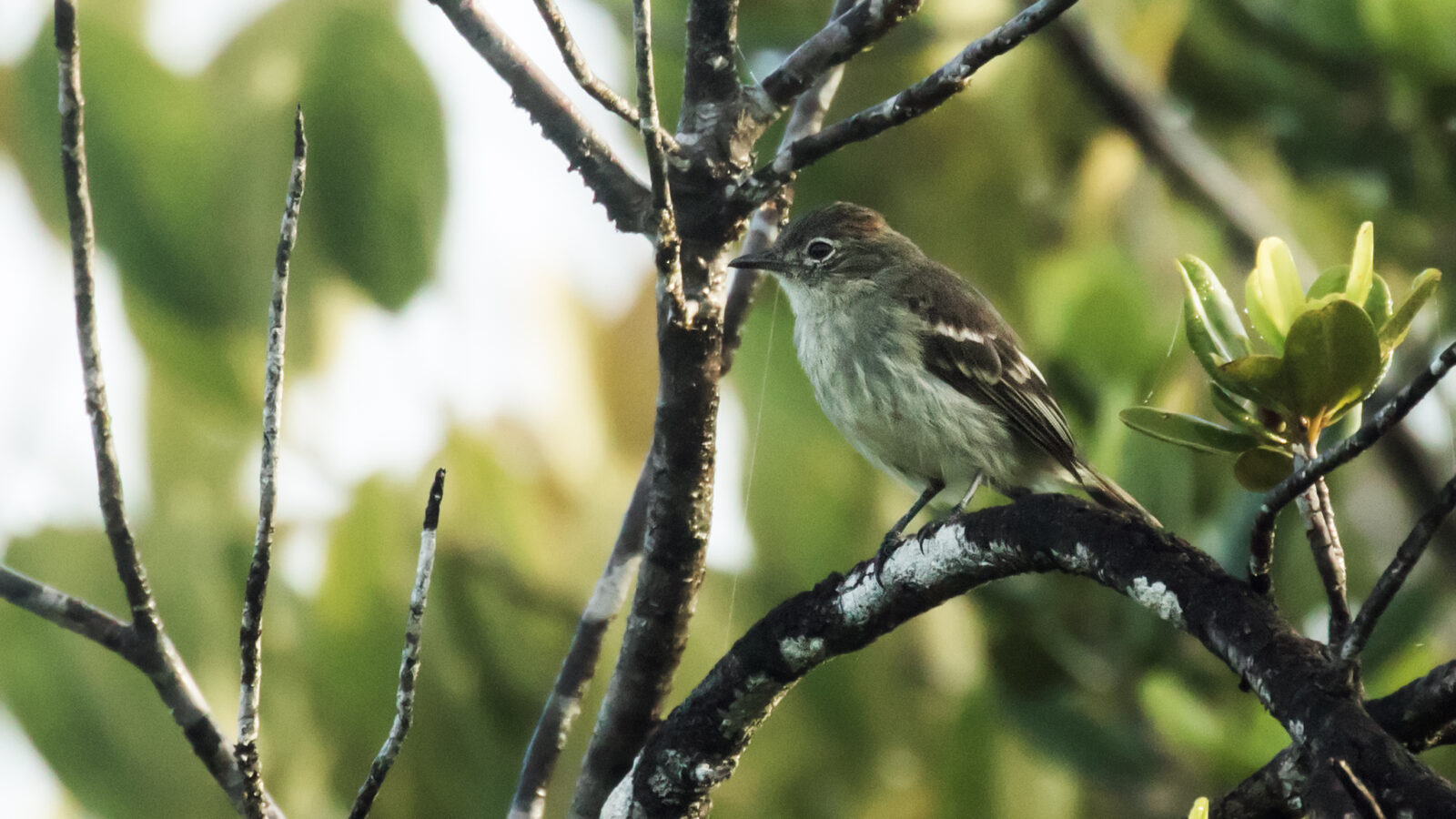 Rufous-crowned Elaenia