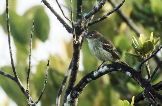 Rufous-crowned Elaenia