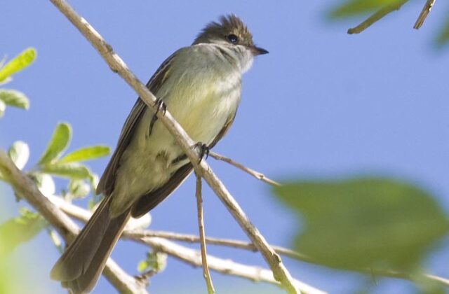 Large Elaenia