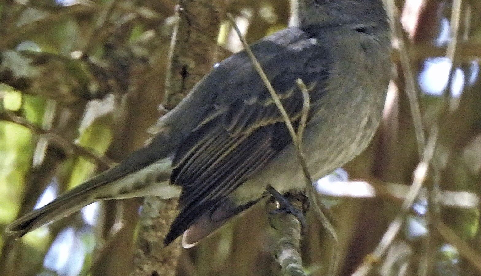 Slaty Elaenia