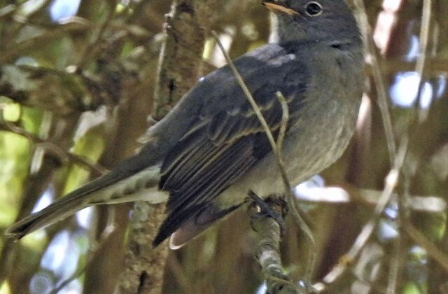 Slaty Elaenia