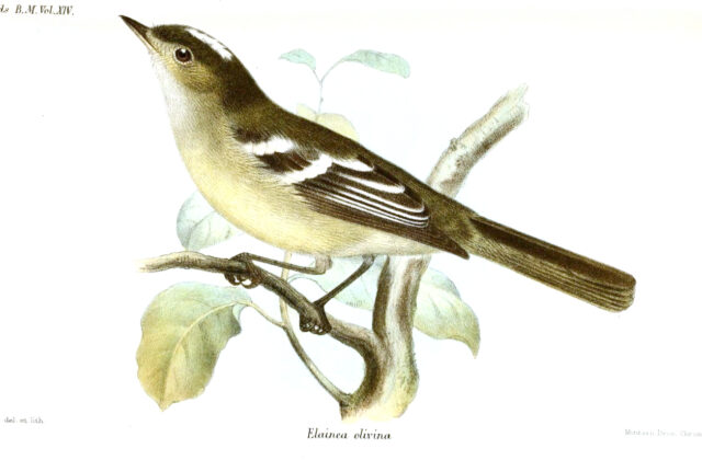 Tepui Elaenia
