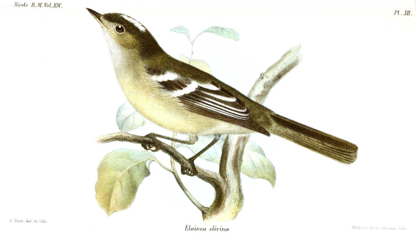 Tepui Elaenia