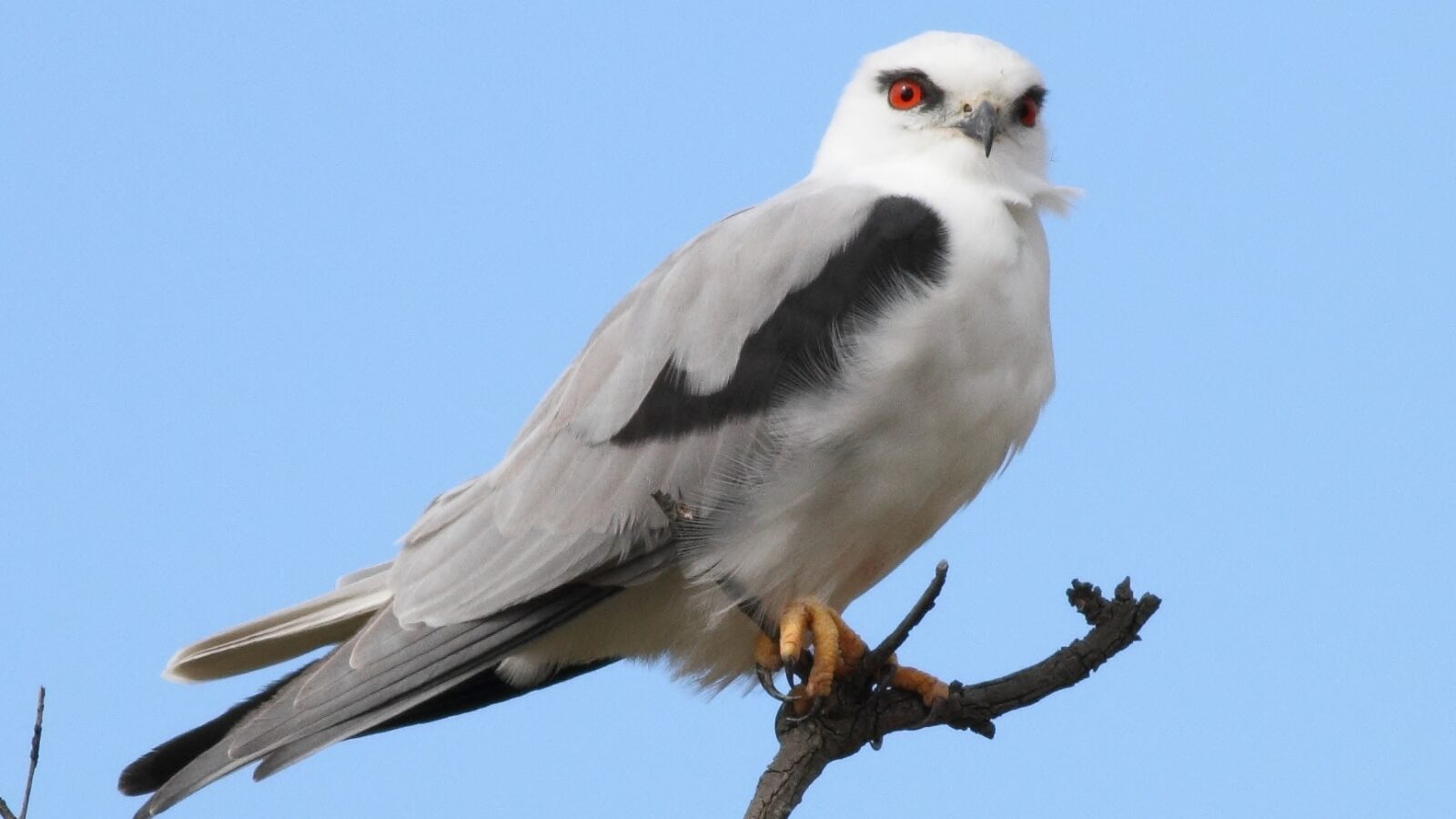 Black-shouldered Kite