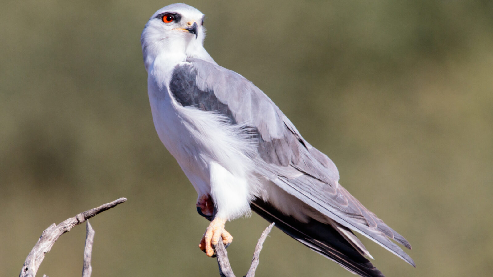 Black-winged Kite
