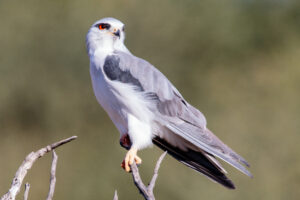 Black-winged Kite