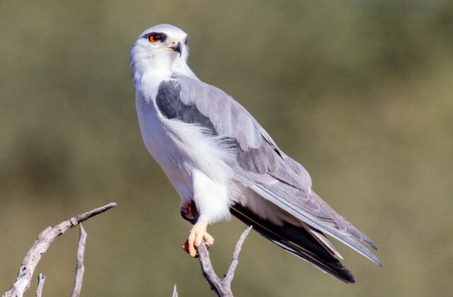 Black-winged Kite