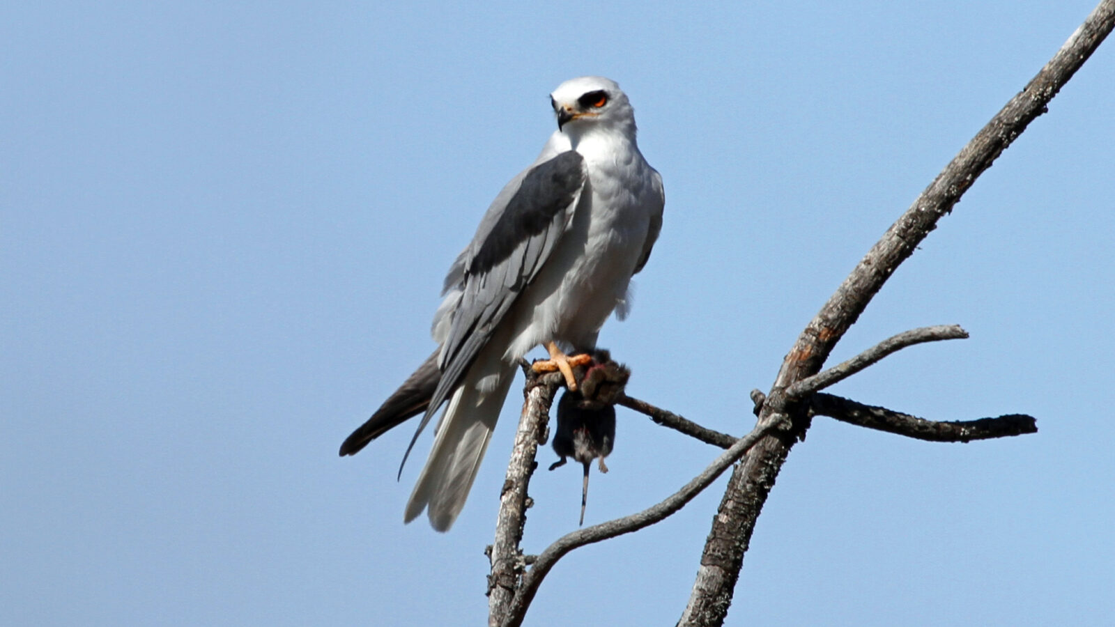 White-tailed Kite