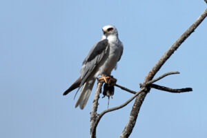 White-tailed Kite