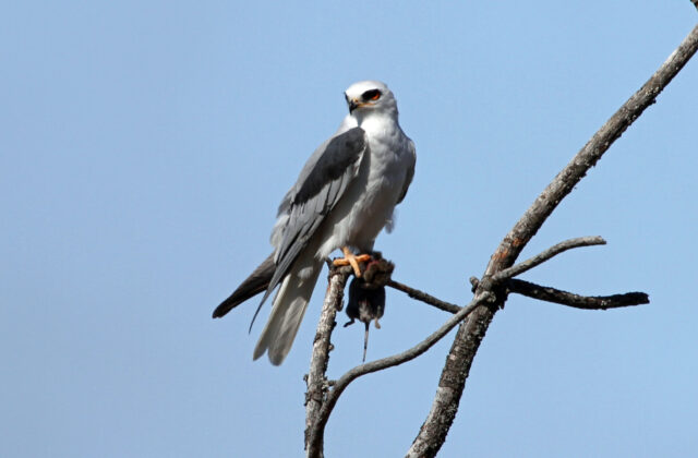 White-tailed Kite