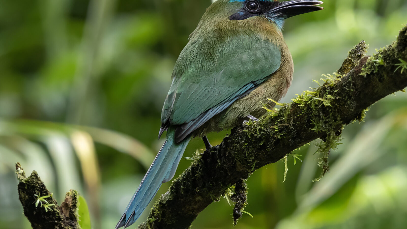 Keel-billed Motmot