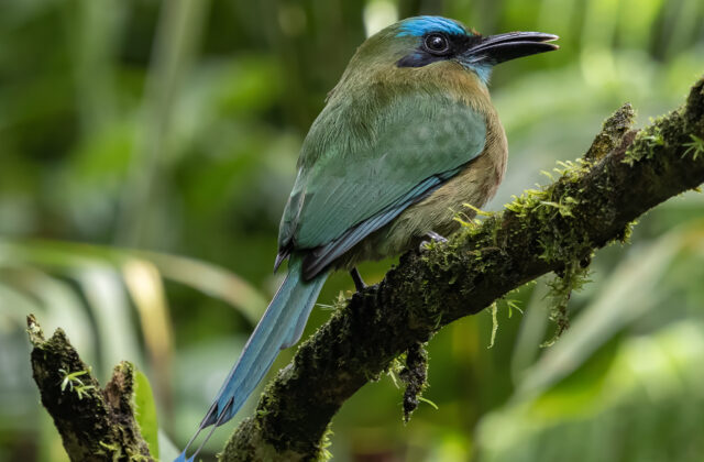 Keel-billed Motmot
