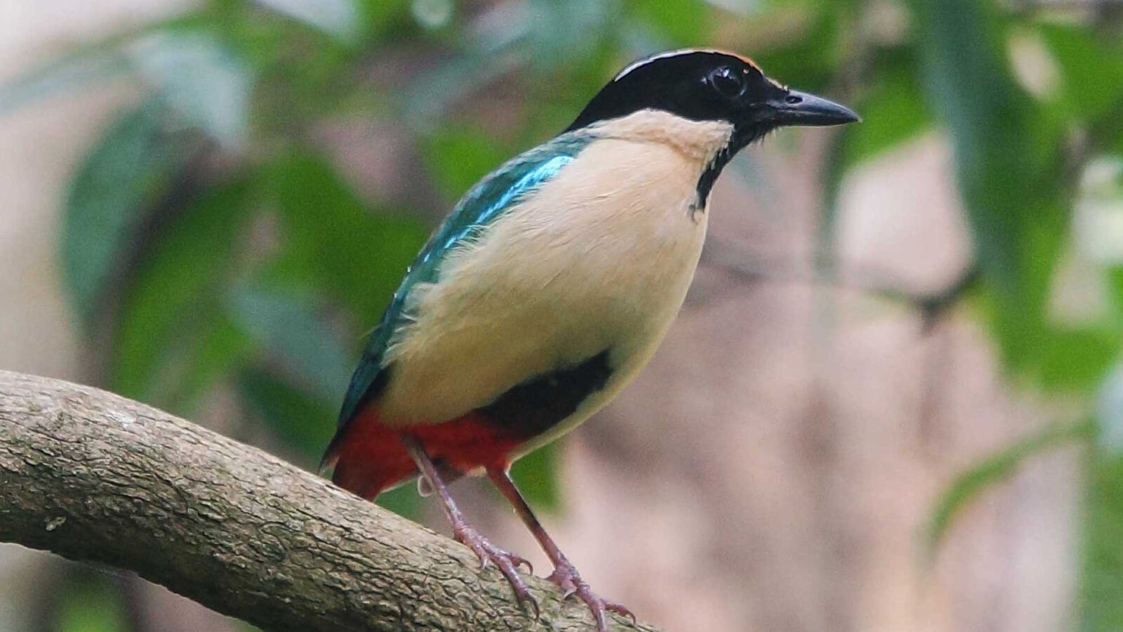 Elegant Pitta