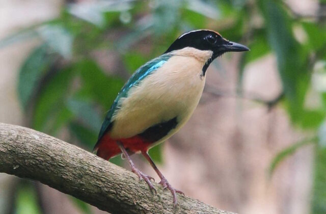 Elegant Pitta