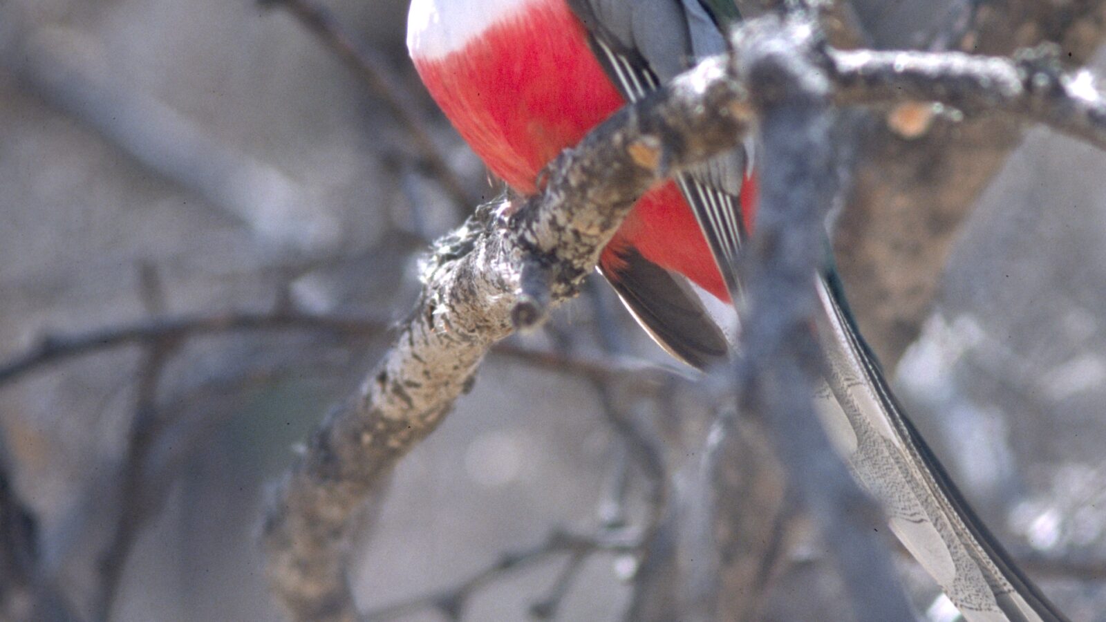 Elegant Trogon