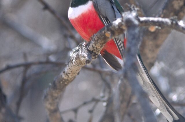 Elegant Trogon