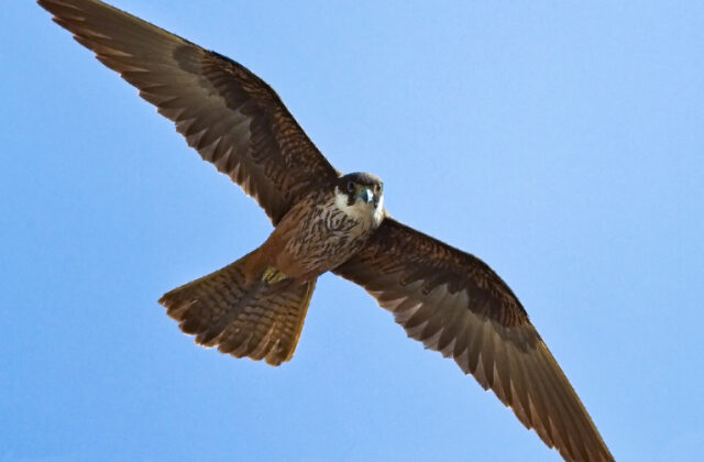 Eleonora’s Falcon