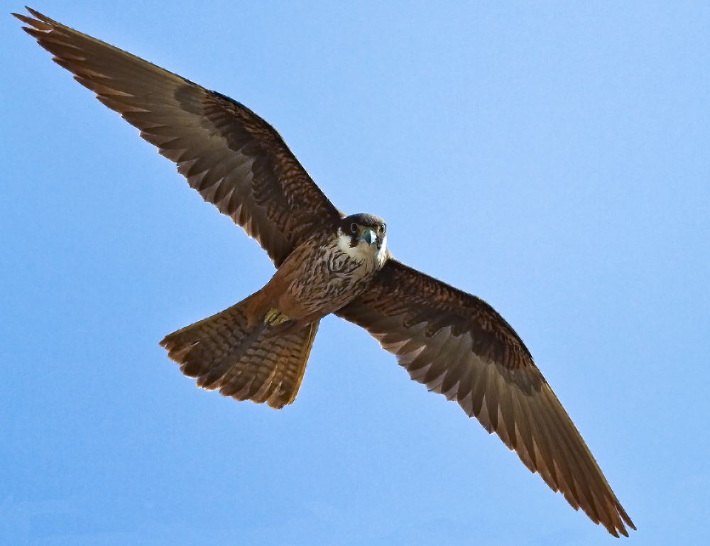Eleonora’s Falcon