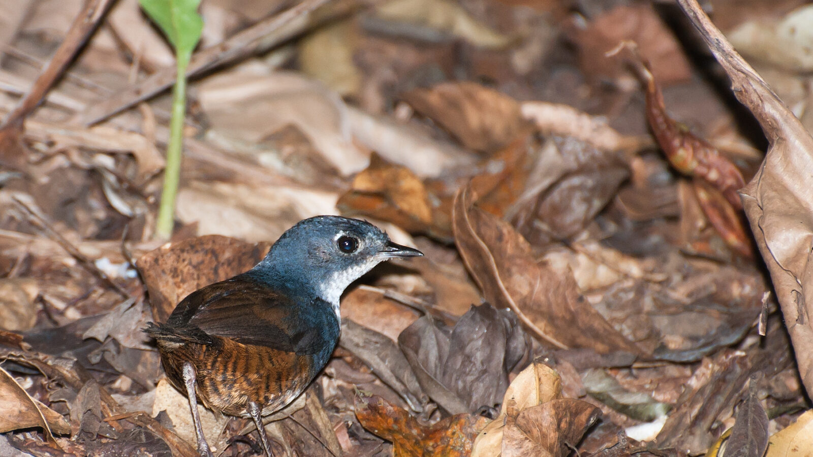 White-breasted Tapaculo