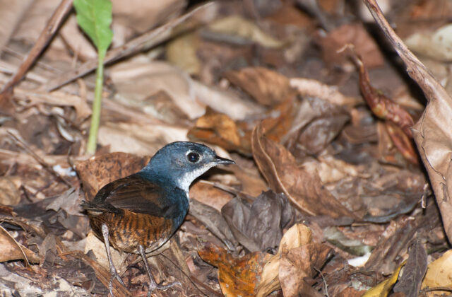 White-breasted Tapaculo
