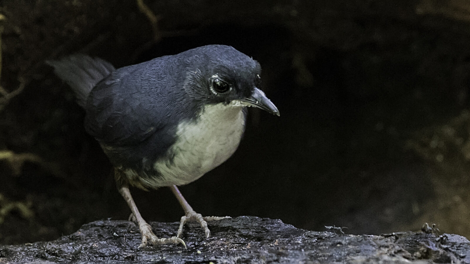 Bahia Tapaculo