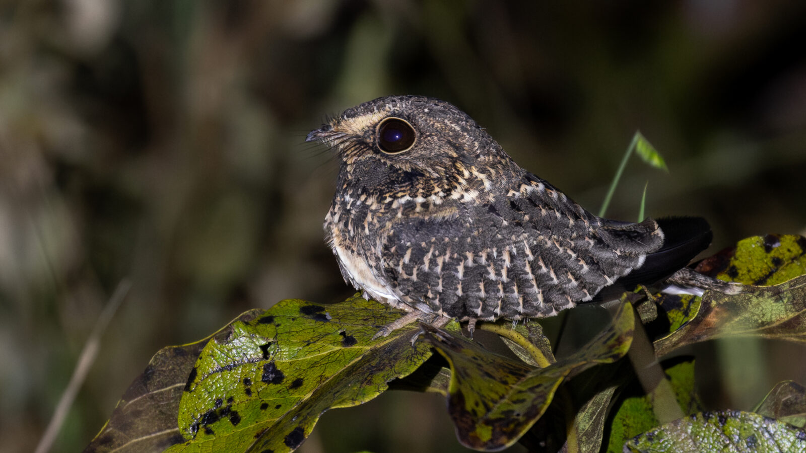 Sickle-winged Nightjar