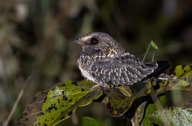 Sickle-winged Nightjar