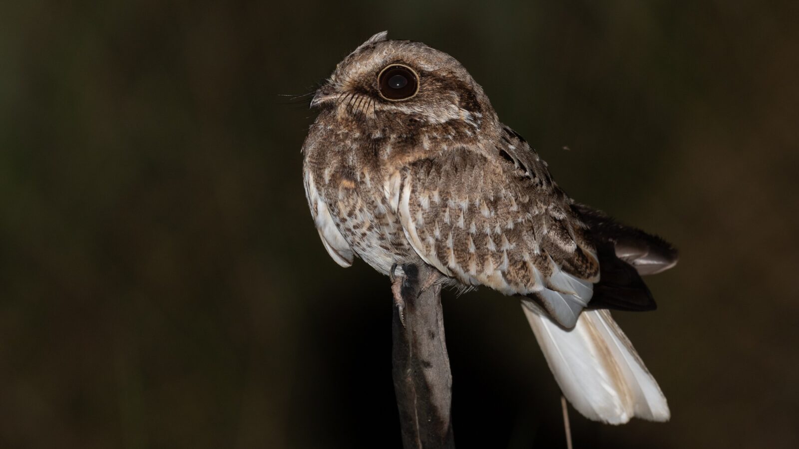 White-winged Nightjar
