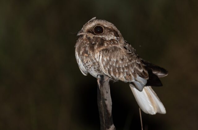 White-winged Nightjar