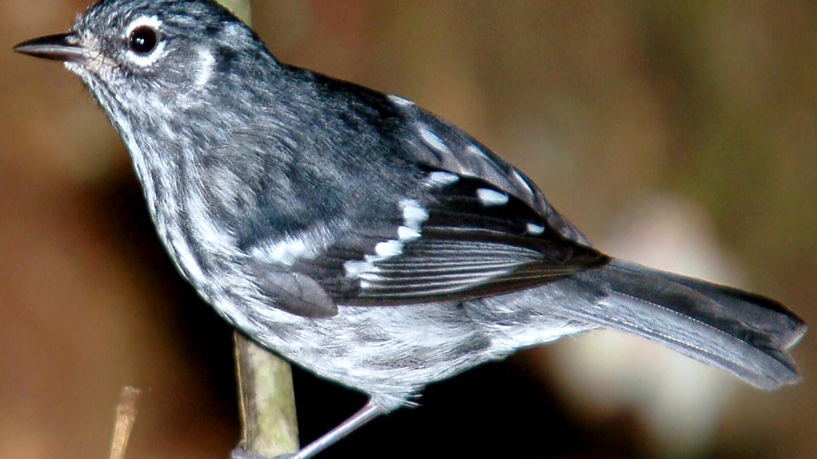 Elfin Woods Warbler