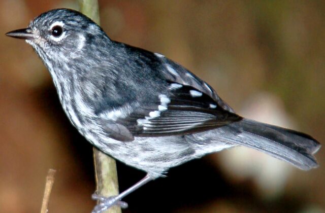 Elfin Woods Warbler