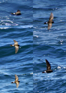 Elliot’s Storm Petrel