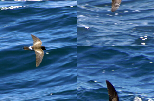 Elliot’s Storm Petrel
