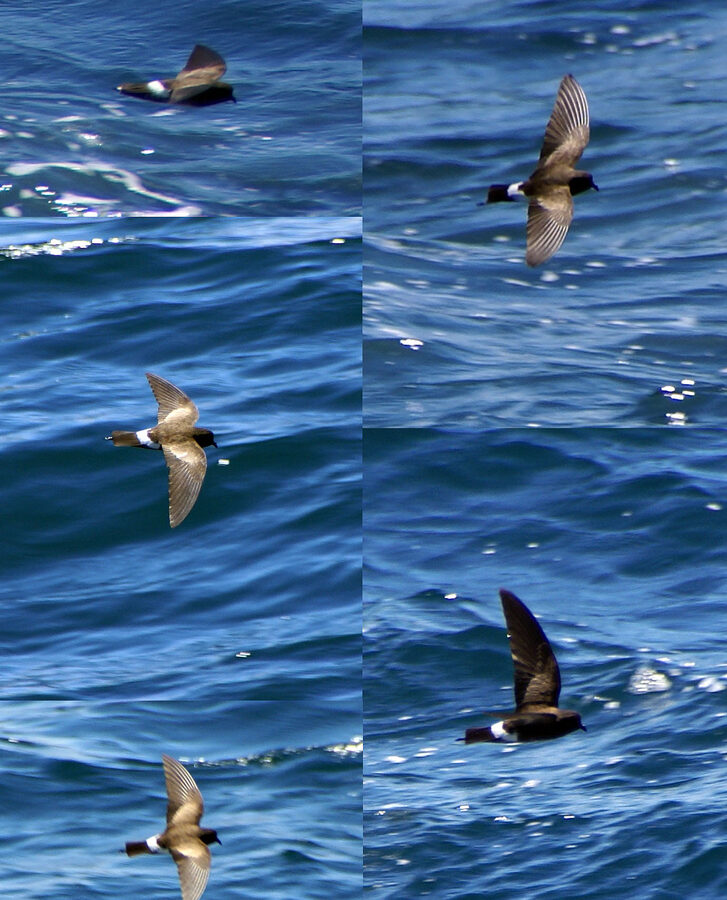 Elliot’s Storm Petrel