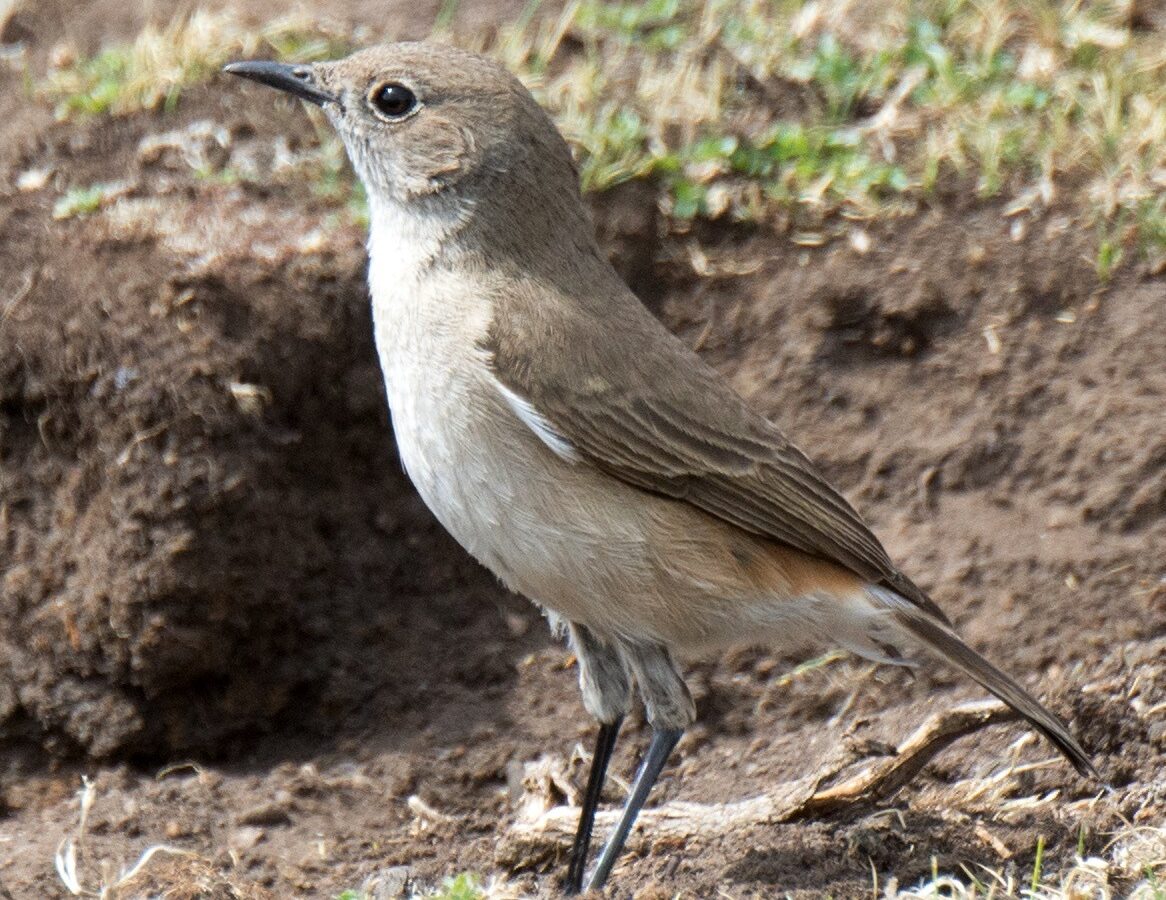 Sickle-winged Chat