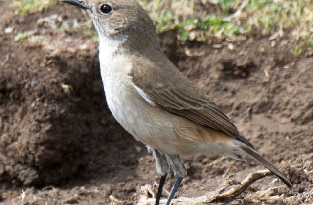 Sickle-winged Chat