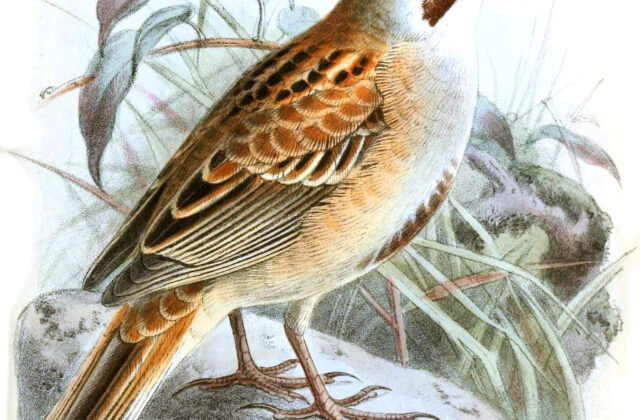 Jankowski’s Bunting
