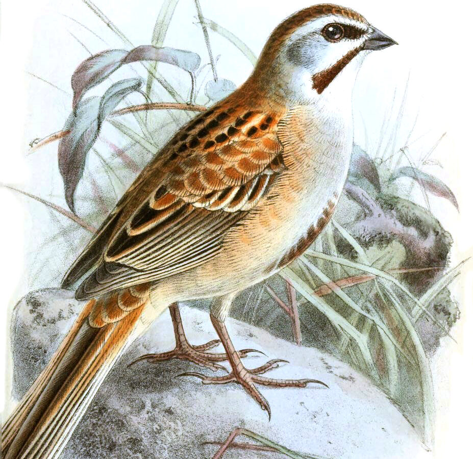Jankowski’s Bunting