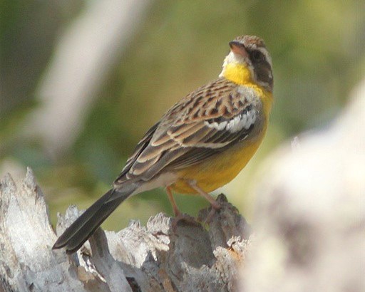 Cabanis’s Bunting