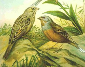 Cretzschmar’s Bunting