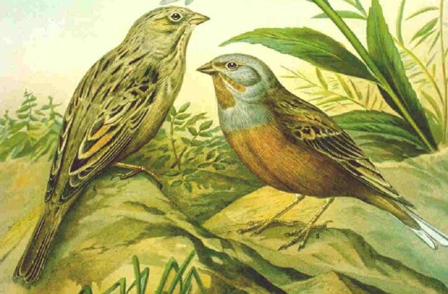 Cretzschmar’s Bunting