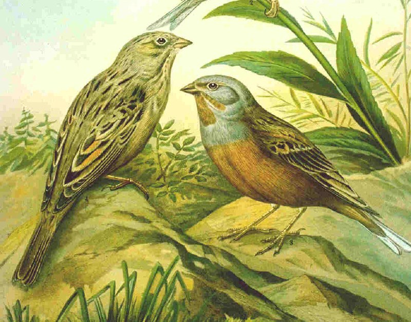 Cretzschmar’s Bunting