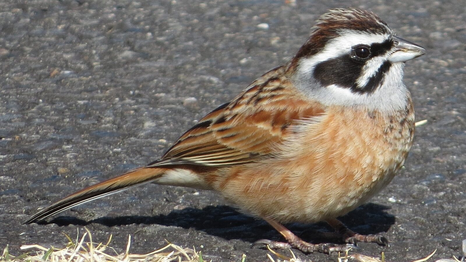 Meadow Bunting