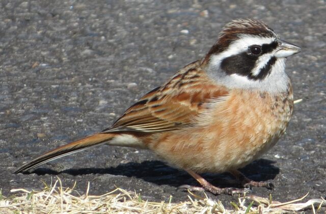 Meadow Bunting