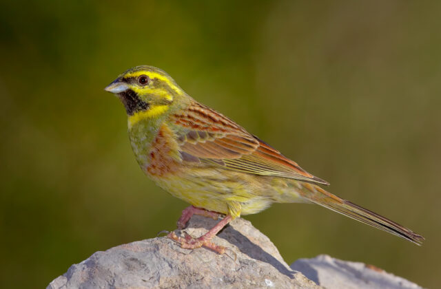 Cirl Bunting