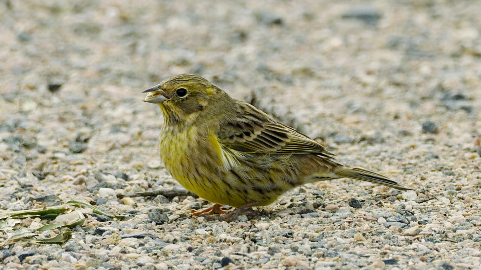 Yellowhammer